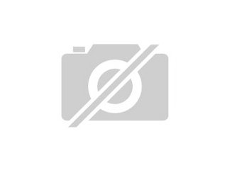 Reinrassige sibirische Kater abzugeben